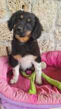 DIANTHUS, Hund, Mischlingshund in Italien - Bild 4