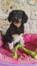 DIANTHUS, Hund, Mischlingshund in Italien - Bild 5
