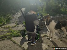 LENI, Hund, Mischlingshund in Hannover - Bild 2