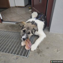 LENI, Hund, Mischlingshund in Hannover - Bild 3