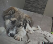 LENI, Hund, Mischlingshund in Hannover - Bild 4