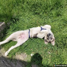 LENI, Hund, Mischlingshund in Hannover - Bild 5