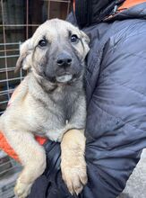 TEEBO, Hund, Mischlingshund in Rumänien