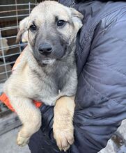 TEEBO, Hund, Mischlingshund in Rumänien - Bild 2