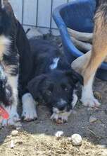 ROSALIE, Hund, Mischlingshund in Rumänien - Bild 2