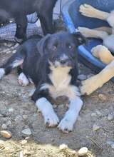 ROSALIE, Hund, Mischlingshund in Rumänien - Bild 4