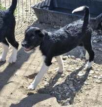 ROSALIE, Hund, Mischlingshund in Rumänien - Bild 5