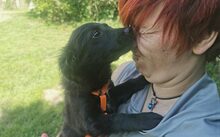 MARILOU, Hund, Mischlingshund in Bergen - Bild 1
