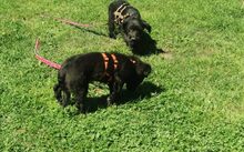 MARILOU, Hund, Mischlingshund in Bergen - Bild 3