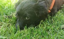 MARILOU, Hund, Mischlingshund in Bergen - Bild 4