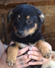 EDDIE, Hund, Mischlingshund in Rumänien