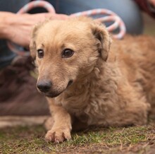 SISA, Hund, Mischlingshund in Ungarn - Bild 1