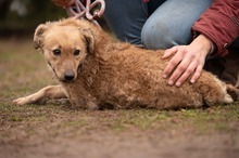 SISA, Hund, Mischlingshund in Ungarn - Bild 8