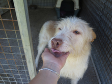 BETTYBOOP, Hund, Mischlingshund in Spanien - Bild 2