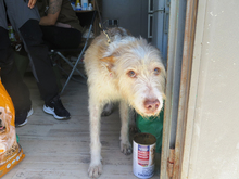BETTYBOOP, Hund, Mischlingshund in Spanien - Bild 3