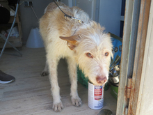 BETTYBOOP, Hund, Mischlingshund in Spanien - Bild 4