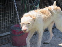 BETTYBOOP, Hund, Mischlingshund in Spanien - Bild 6
