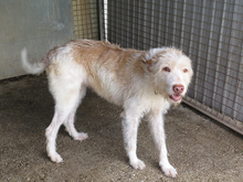 BETTYBOOP, Hund, Mischlingshund in Spanien - Bild 7