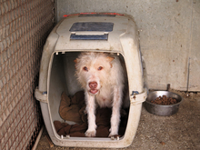 BETTYBOOP, Hund, Mischlingshund in Spanien - Bild 8