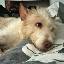 BETTYBOOP, Hund, Mischlingshund in Augsburg