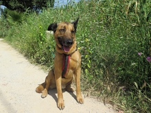 MELON, Hund, Mischlingshund in Spanien - Bild 7