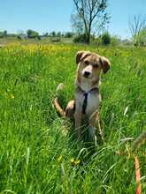 SALLY, Hund, Mischlingshund in Oberrieden - Bild 1