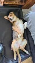 SALLY, Hund, Mischlingshund in Oberrieden - Bild 10