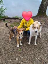 SALLY, Hund, Mischlingshund in Oberrieden - Bild 2