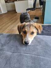 SALLY, Hund, Mischlingshund in Oberrieden - Bild 3