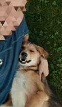 SALLY, Hund, Mischlingshund in Oberrieden - Bild 4