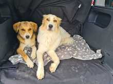 SALLY, Hund, Mischlingshund in Oberrieden - Bild 5