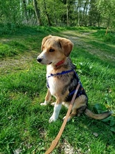 SALLY, Hund, Mischlingshund in Oberrieden - Bild 6
