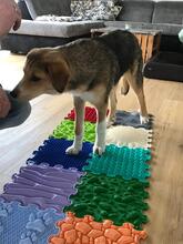 SALLY, Hund, Mischlingshund in Oberrieden - Bild 7