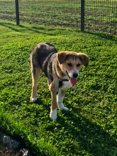 SALLY, Hund, Mischlingshund in Oberrieden - Bild 8