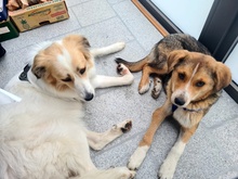 SALLY, Hund, Mischlingshund in Oberrieden - Bild 9