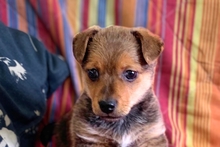 PEPPINEDDU, Hund, Mischlingshund in Italien - Bild 1