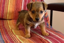 PEPPINEDDU, Hund, Mischlingshund in Italien - Bild 2