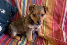 PEPPINEDDU, Hund, Mischlingshund in Italien - Bild 3