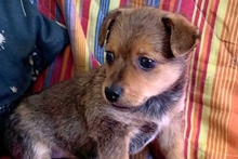 PEPPINEDDU, Hund, Mischlingshund in Italien - Bild 4