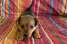 PEPPINEDDU, Hund, Mischlingshund in Italien - Bild 5