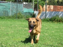 PAELLA, Hund, Mischlingshund in Spanien - Bild 3
