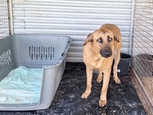 PAELLA, Hund, Mischlingshund in Spanien - Bild 4
