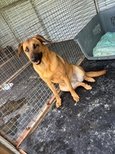 PAELLA, Hund, Mischlingshund in Spanien - Bild 7