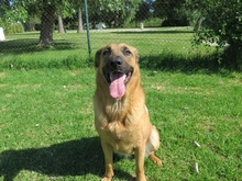 PAELLA, Hund, Mischlingshund in Spanien - Bild 8
