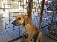 NONO, Hund, Mischlingshund in Spanien - Bild 5