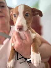 YAZMIN, Hund, Podenco-Mix in Spanien - Bild 1