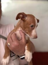 YAZMIN, Hund, Podenco-Mix in Spanien - Bild 2