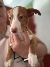 YAZMIN, Hund, Podenco-Mix in Spanien - Bild 3