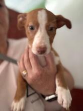YAZMIN, Hund, Podenco-Mix in Spanien - Bild 4