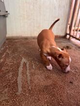 YAZMIN, Hund, Podenco-Mix in Spanien - Bild 5